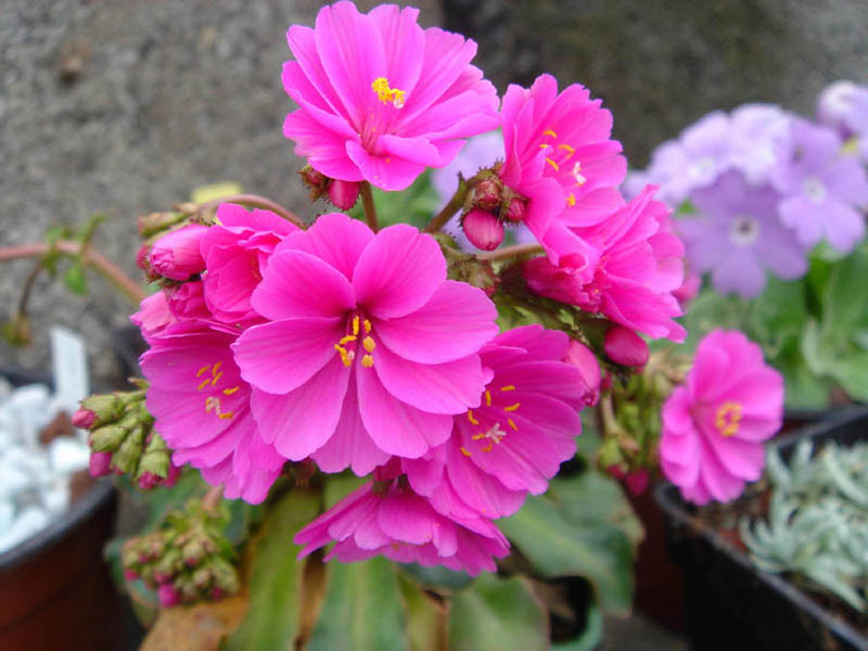 Lewisia cotyledon photo